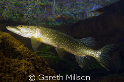 Shallow angle shot of a Pike with a view of the bank thro... by Gareth Millson 